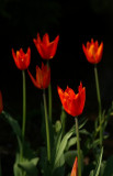 IMGP0606a.jpg