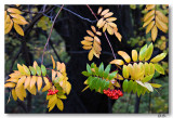 Fall Berries 11-12-8