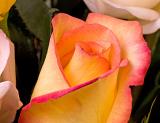 YellowPinkRose 2-9-6