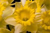 daffodil 3-2-6