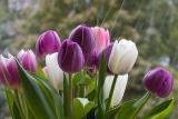 bunch of tulips.4-18-6
