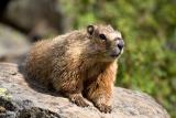 Marmot at Sheepeater Cliffs . 6-16-6