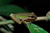 (Rana chalconota)White-lipped Frog