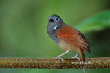 <i>(Cyanoderma erythropterum)</i><br />Chestnut-winged Babbler