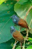 <i>(Cyanoderma erythropterum)</i><br />Chestnut-winged Babbler
