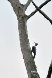 <i>(Dryocopus pulverulentus)</i><br />Great Slaty Woodpecker ♀