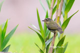 <i>(Seicercus trivirgatus)</i> <br />Mountain Leaf Warbler