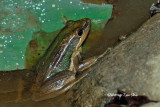 (Rana erythraea) Green Paddy Frog