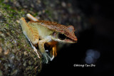 <i>(Rana nicobariensis)</i><br /> Criket Frog