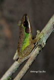 (Rana chalconota)White-lipped Frog