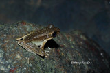 (Rana nicobariensis) Criket Frog