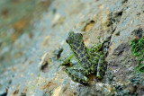 (Staurois guttatus) Black Spotted Rock Frog