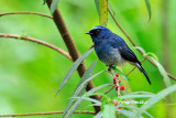 <i>(Eumyias indigo)</i> <br />Indigo Warbling-flycatcher