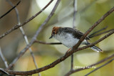 <i>(Staphida everetti)</i><br />*Chestnut-crested Yuhina