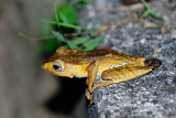 (Polypedates otilophus) File-eared Tree Frog
