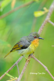 <i>(Chalcoparia singalensis)</i> <br />Ruby-cheeked Sunbird ♀