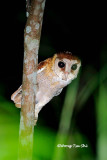 <i>(Phodilus badius)</i><br /> Oriental Bay Owl