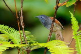 <i>(Cyanoderma erythropterum)</i><br />Chestnut-winged Babbler