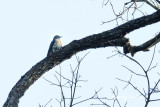 <i>(Cuculus micropterus)</i><br /> Indian Cuckoo ♀