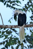 <i>(Berenicornis comatus)</i><br /> White-crowned Hornbill ♂