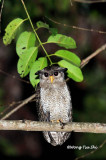 <i>(Bubo sumatranus)</i><br /> Barred Eagle-owl