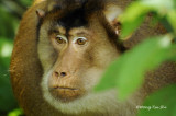<i>(Macaca nemestrina)</i><br />Pig- tailed Macaque