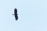 <i>(Ictinaetus malaiensis)</i><br />Black Eagle