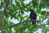 <i>(Corvus enca)</i> <br />Sunda Crow
