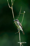 <i>(Hemipus hirundinaceus)</i><br /> Black-winged Flycatcher-shrike ♀