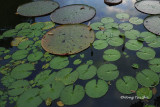 Sepilok - Water lily on the RDC lake