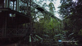 Sepilok - Rainforest Discovery Centre canopy walkway