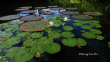 Sepilok - Water lily on the RDC lake