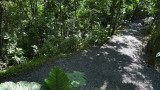 Sepilok - Rainforest Discovery Centre jungle trail