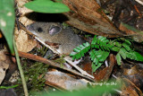 (Lenothrix canus) Grey Tree Rat