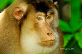 <i>(Macaca nemestrina)</i><br />Pig- tailed Macaque