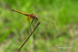 Dragonfly/Damselfly