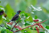 <i>(Anthreptes rhodolaemus)</i><br /> Red-throated Sunbird ♂