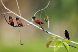 <i>(Lonchura articapilla)</i> <br /> Black-headed Munia