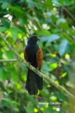 <i>(Centropus sinensis)</i><br /> Greater Coucal