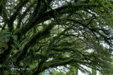 (Albizia saman )Rain Tree