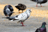 <i>(Columba livia)</i><br /> Domestic Pigeon