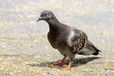 <i>(Columba livia)</i><br /> Domestic Pigeon
