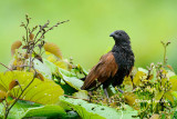 <i>(Centropus bengalensis)</i> <br />Lesser Coucal