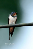 <i>(Hirunda rustica gutturalis)</i><br /> Barn Swallow