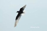 <i>(Chlidonias leucopterus)</i><br /> White-winged Tern