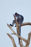 (Presbytis sristata)Silver Langur