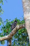 (Presbytis sristata)Silver Langur