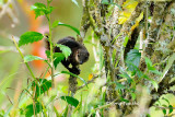 <i>(Tupaia montana)</i> <br />Mountain Treeshrew