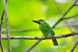 <i>(Psilopogon mystacophanos)</i><br />Red-throated Barbet ♂