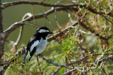 <i>(Ficedula westermanni)</i><br /> Little Pied Flycatcher ♂